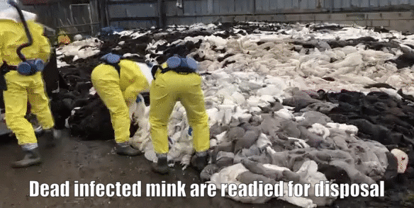 DEad infected mink in Denmark are readied for disposal after being gassed