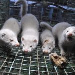 Sweden: infected mink found on farm in Skara -  "A kind never seen before in Sweden"