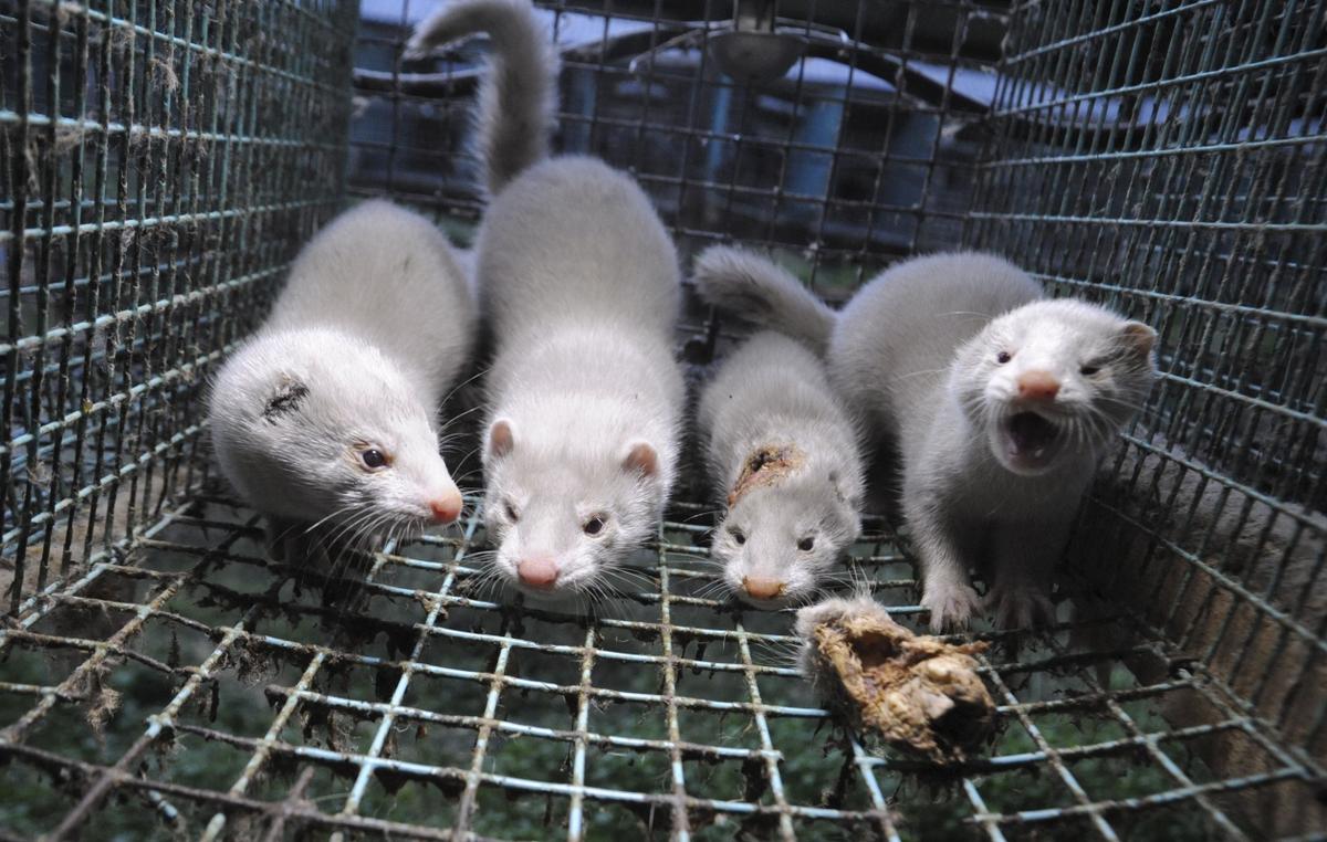 Two coronavirus infected minks found loose  in Brabant, Netherlands