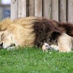 USA: Six African lions, a Sumatran tiger and two Amur tigers infected with Covid in Washington Zoo