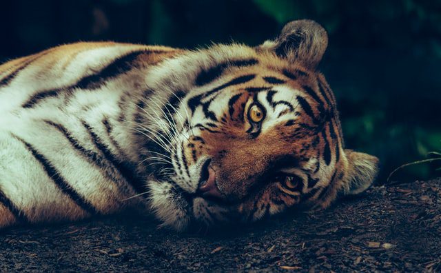 Vaccine breakthrough case in Amur Tiger in the US