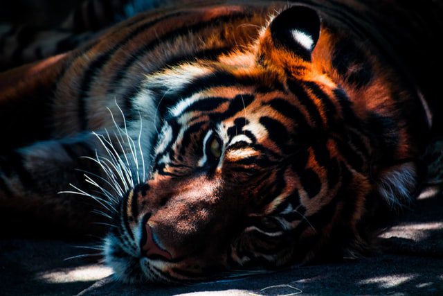 Vaccine breakthrough in three San Diego tigers