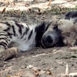 USA: Hyenas test positive for Sars-Cov-2 in Colorado zoo