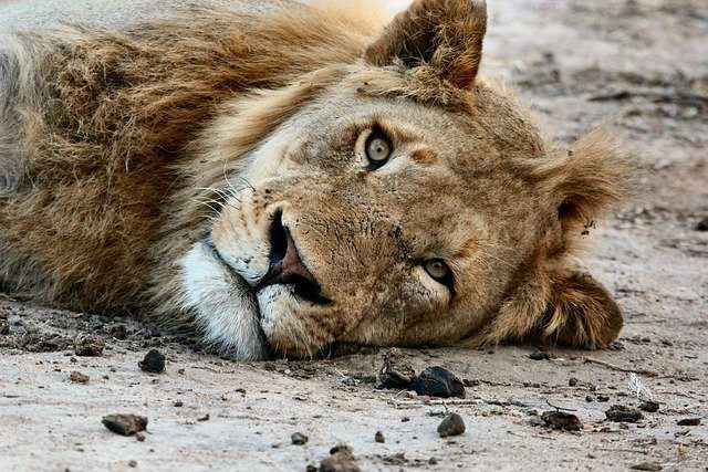 Croatia: 2 lions infected with Covid at Zagreb zoo