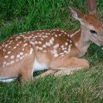 USA: Up to 80 percent of deer sampled in Iowa are infected with Covid
