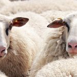 USA: CDC quietly backs away from herd immunity