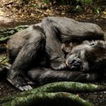 Netherlands: Gorillas and lions infected with Covid at Rotterdam zoo