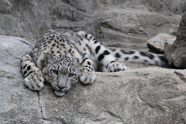 USA:   Three snow leopards die of COVID-19 at the Lincoln Children’s Zoo in Nebraska