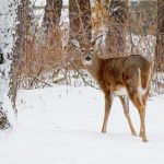 Canada: SARS-CoV-2 found in white-tailed deer