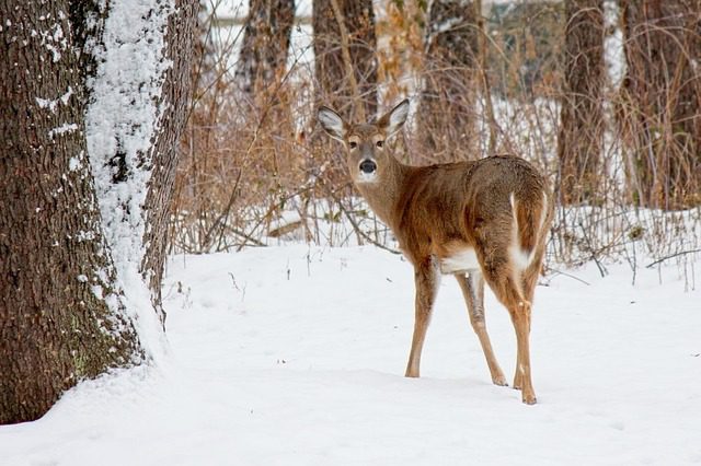 Sars-Cov-2 found in White-Tailed Deer in Canada
