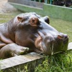 Belgium: Two hippos test positive for Sars-Cov-2 in Antwerp Zoo