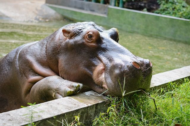 Two hippos found infected with sars-cov-2 in Antwerp zoo, Belgium