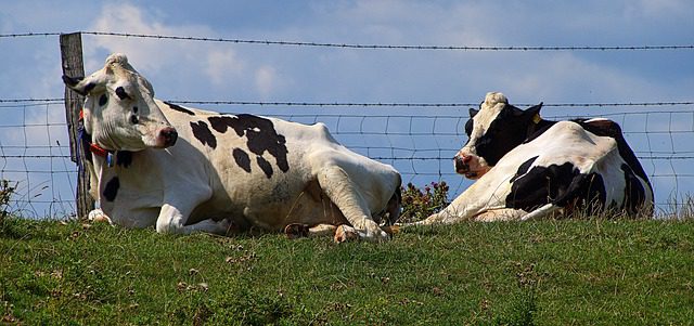 11 cows in Germany test positive for Covid