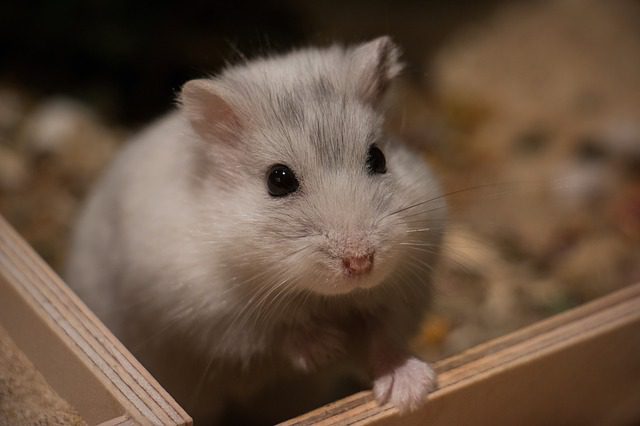 Hong Kong: Hamsters test positive for Delta variant