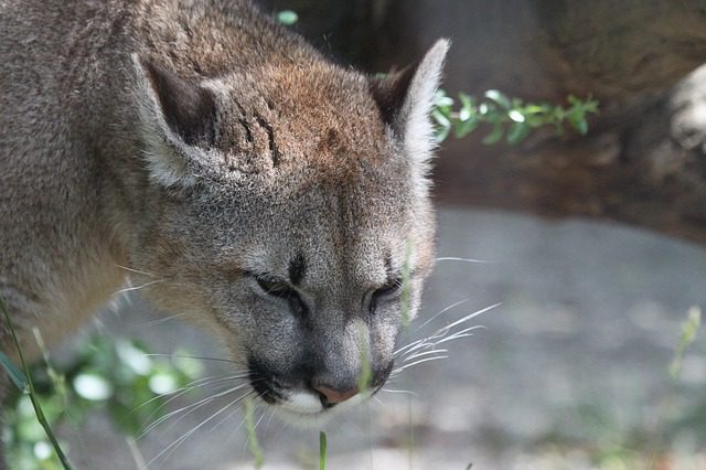 South Africa: Puma and 3 lions infected with Delta variant in Pretoria Zoo