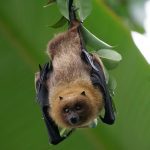 NeoCoV - the closest MERS-CoV relative yet discovered in bats