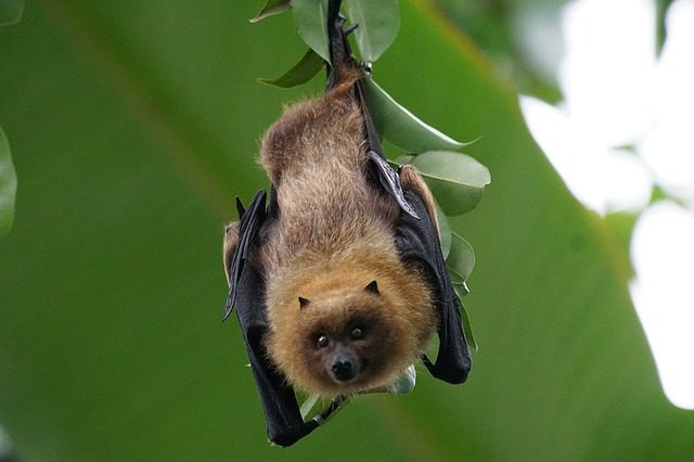 The closest relative to MERS-cov found in bats