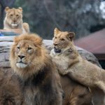 USA: 3 lions test positive for Sars-CoV-2 in New Orleans zoo