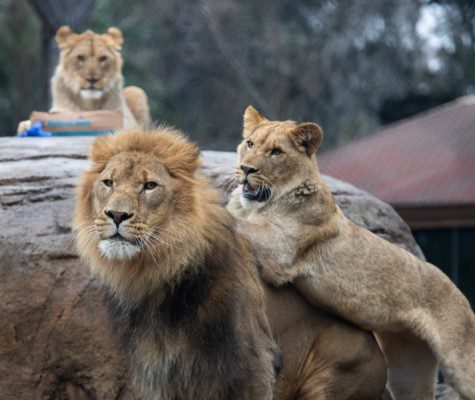 Three lions infected with Sars-CoV-2 at Audubon zoo in New Orleans