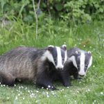 France: Two wild badgers and three martens test positive for Sars-CoV-2