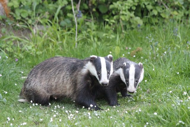 France: Two wild badgers and three martens test positive for Sars-CoV-2