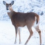 USA: White tailed deer positive for Sars-CoV-2 in New Jersey, New York, Minnesota, Pennsylvania