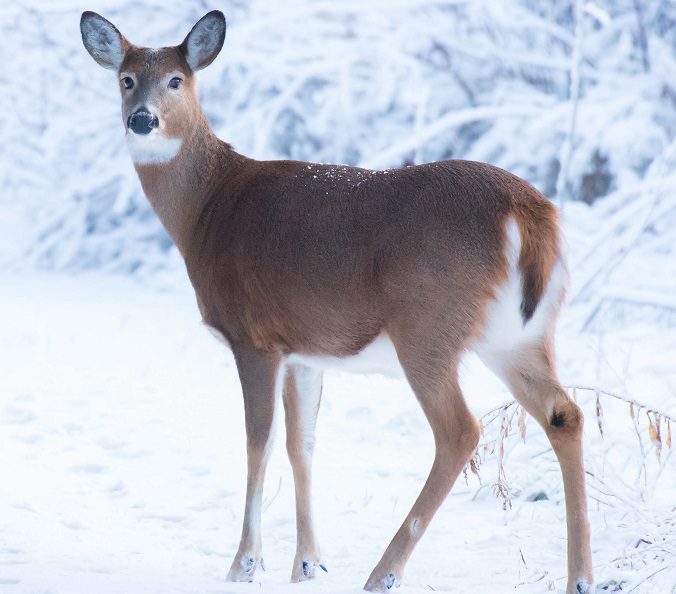 White tailed deer test positive for sars-cov-2 in New Jersey, Minnesota, New York, Pennsylvania