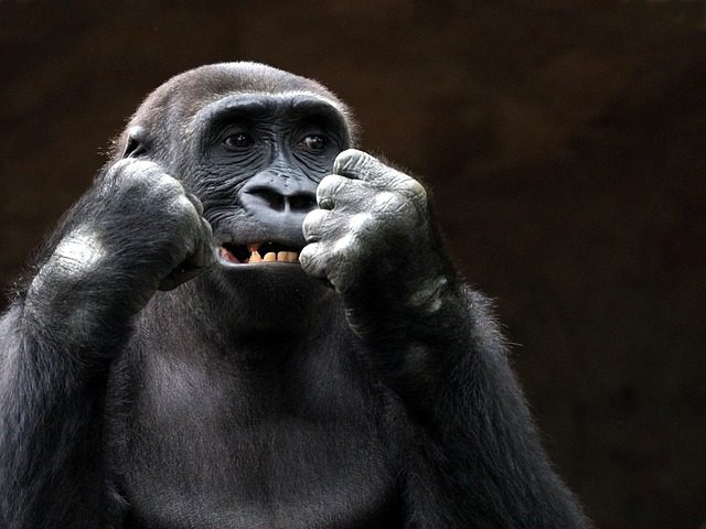 USA: 5 gorillas test positive for SARS-CoV-2 in Dallas