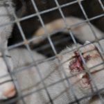 France: B.1.160 outbreak may have begun in mink