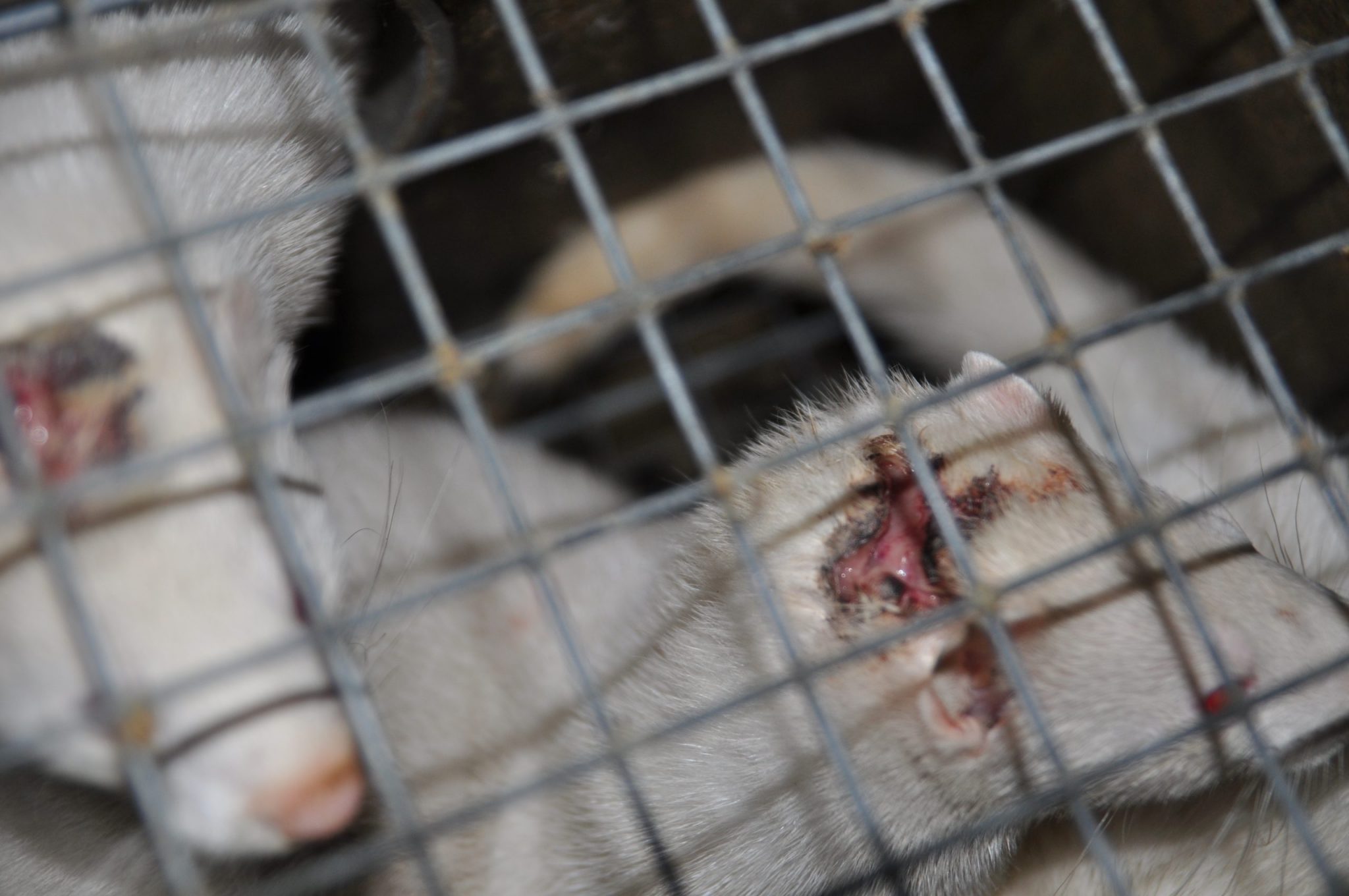 B.1.160 Sars-Cov-2 outbreak in France may have begun on mink farm