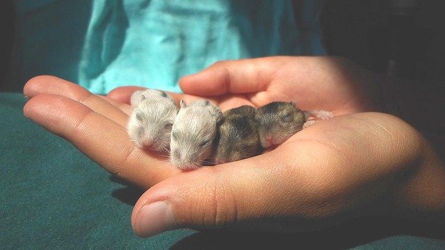 Hong Kong: Hamster-to-human reverse zoonosis involving Delta AY.127 and B.1.258 *1 UPDATE*