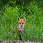 Red foxes infected with SARS-CoV-2