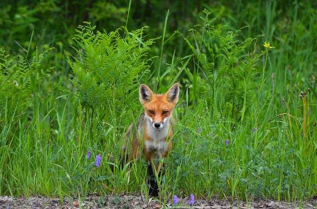 Red foxes infected with Sars-CoV-2