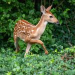 USA: Omicron in white-tailed deer on Staten Island, New York *1 UPDATE*