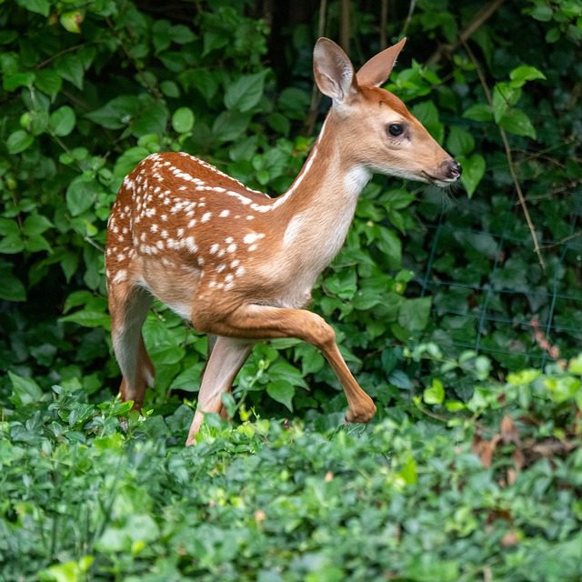 White tailed deer test positive for Omicron on Staten Island