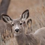 US: Delta variant found in Utah mule deer