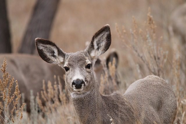 US: Delta variant found in Utah mule deer