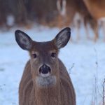 US: Chronic wasting disease in Michigan white tailed deer