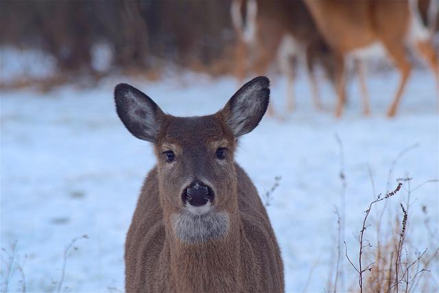 US: Chronic wasting disease in Michigan white tailed deer