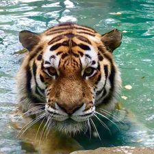 USA: 14-year-old tiger dies of Covid-19 in Ohio zoo