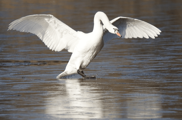 China: Swans infected with SARS-CoV-2