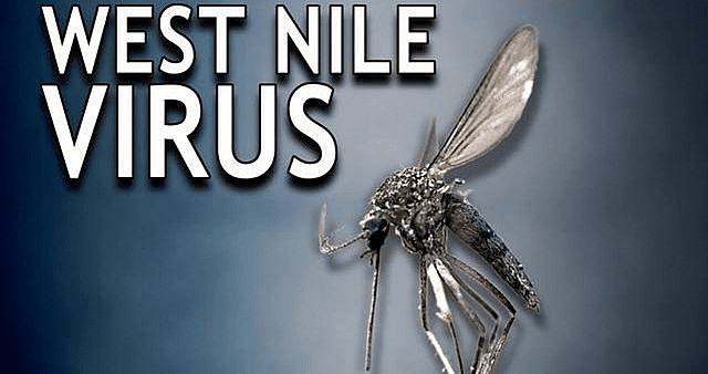 94 cases and 7 deaths from West Nile Virus in Italy
