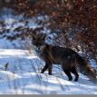 Switzerland: Red foxes infected with SARS-CoV-2