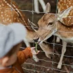 Canada:  First evidence of deer-to-human transmission