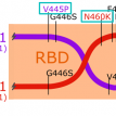 XBB is a recombinant of BJ.1 and BM.1.1.1