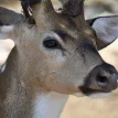 Alpha, Delta and Gamma SARS-CoV-2 variants found in White Tailed Deer