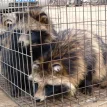 Caged raccoon dogs