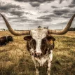 Texas first confirmed case of H5N1 bird flu in a human following the outbreak in cattle